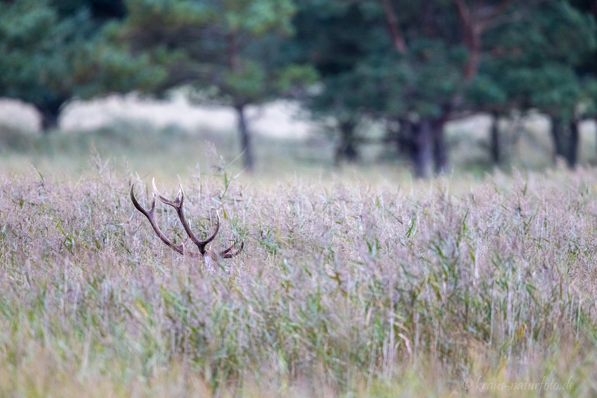 Hirsch im Schilf