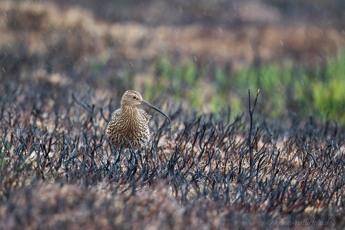 Großer Brachvogel