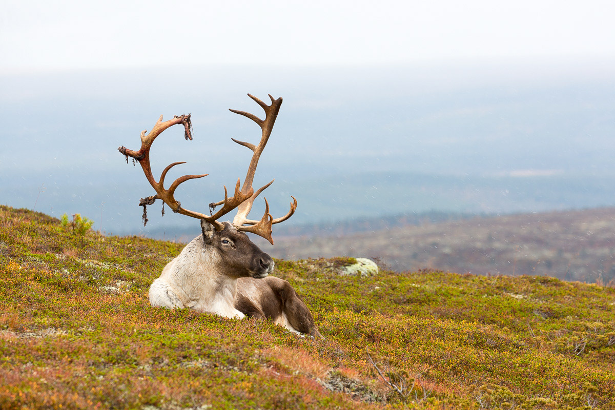 Rentierbulle, Idre Fjell