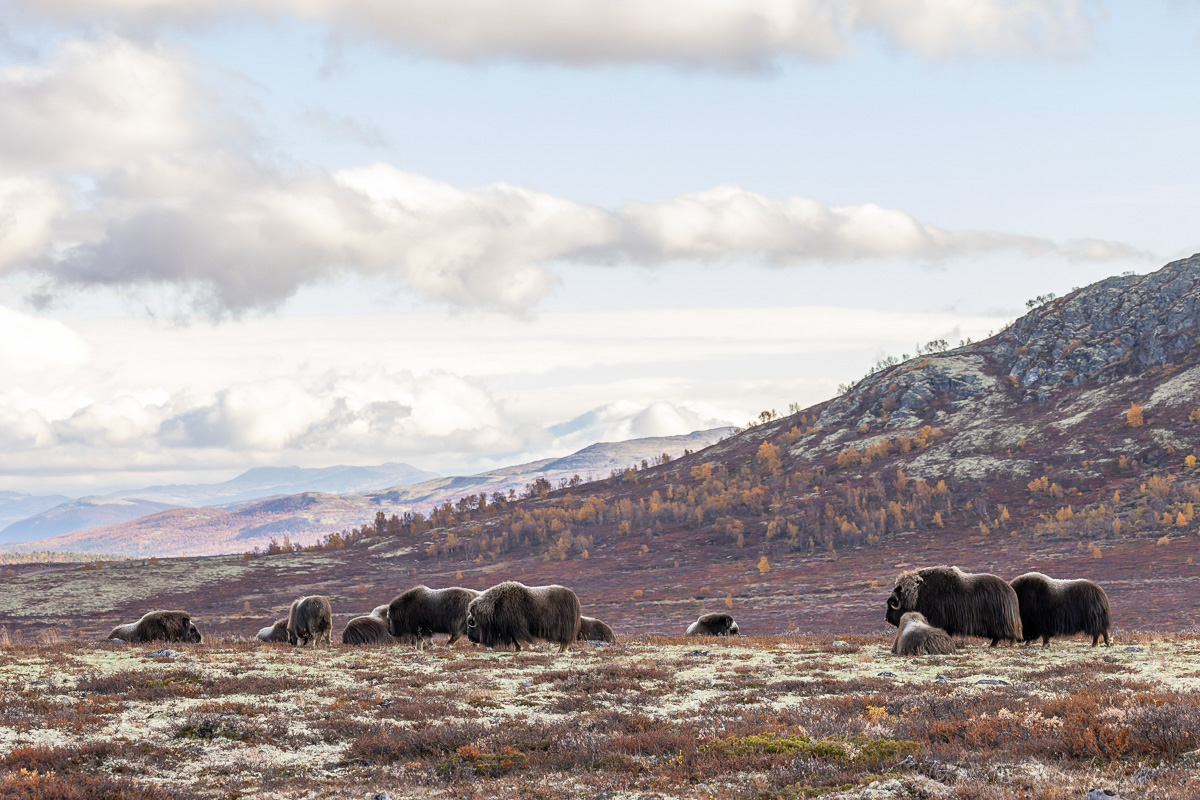 Moschusochsen Dovrefjell