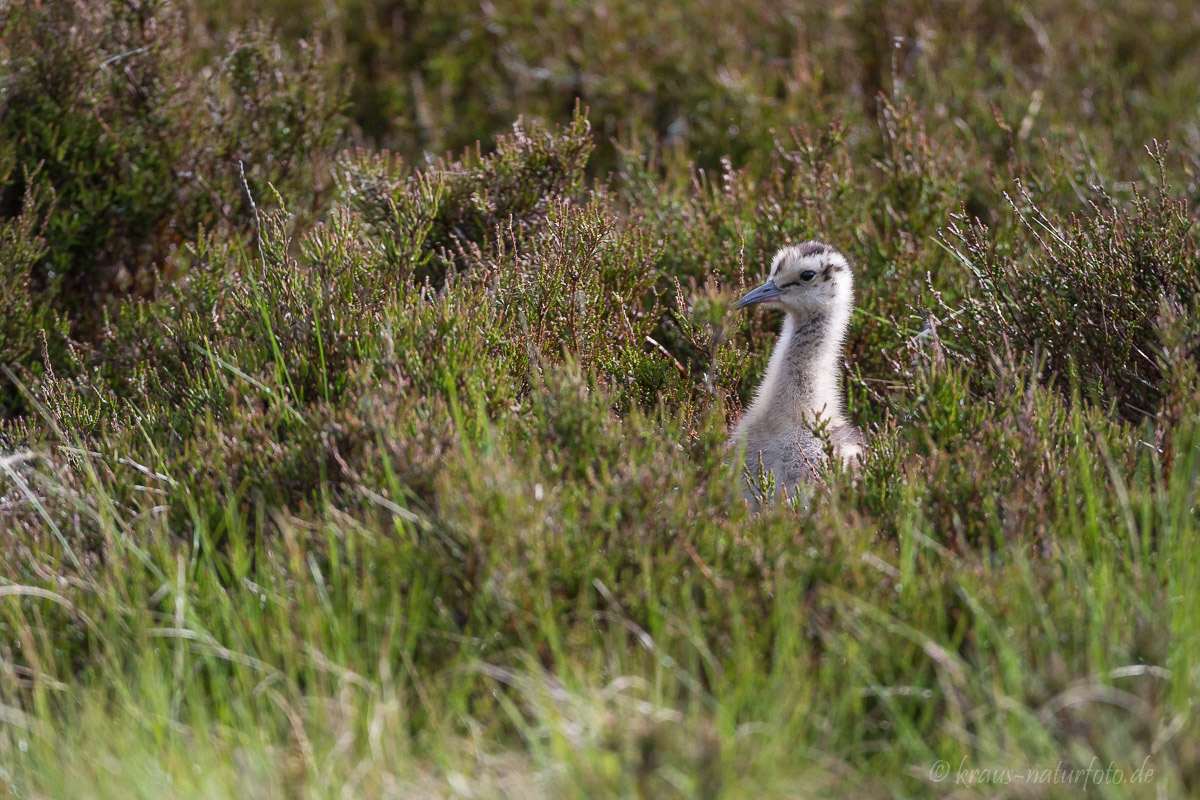 Küken vom Brachvogel