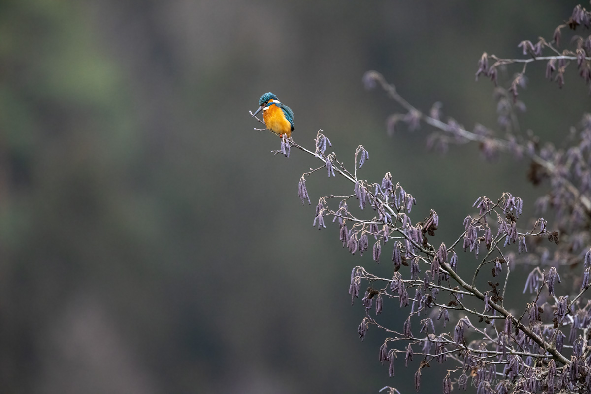 Eisvogel