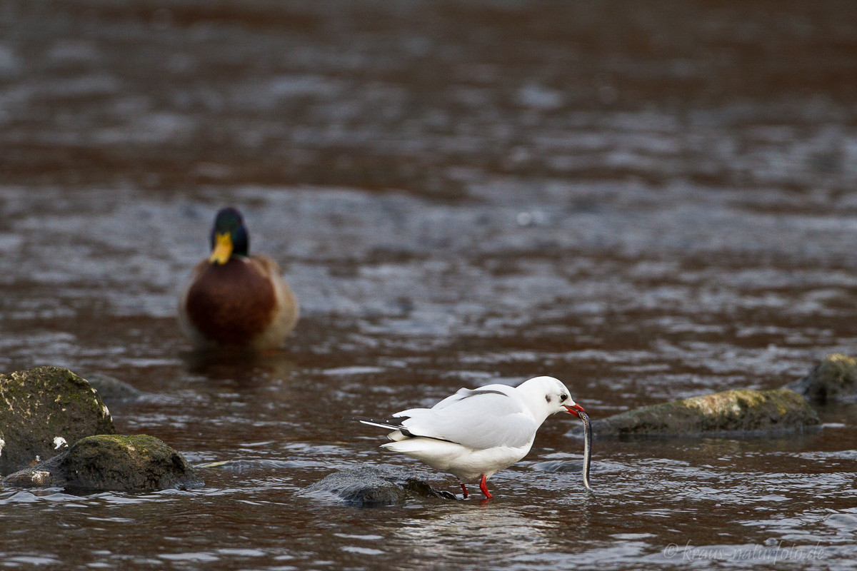 Möwe mit Flußneunauge