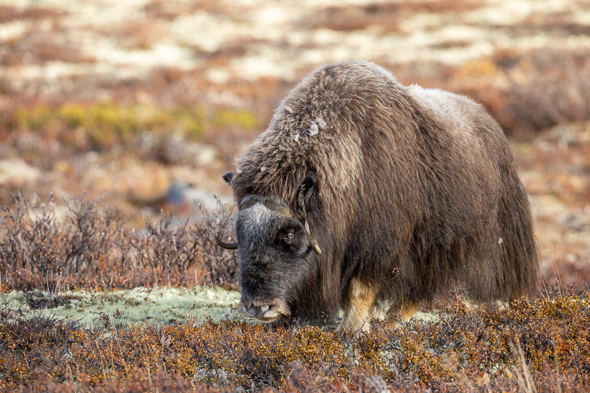 Moschusochse Dovrefjell