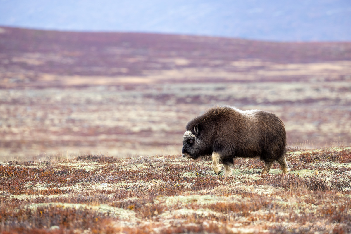 Moschusochse Dovrefjell