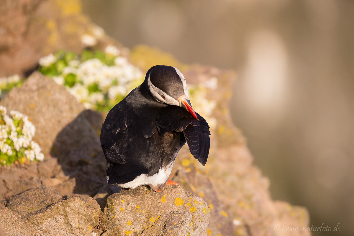 Papageitaucher, Latrabjarg