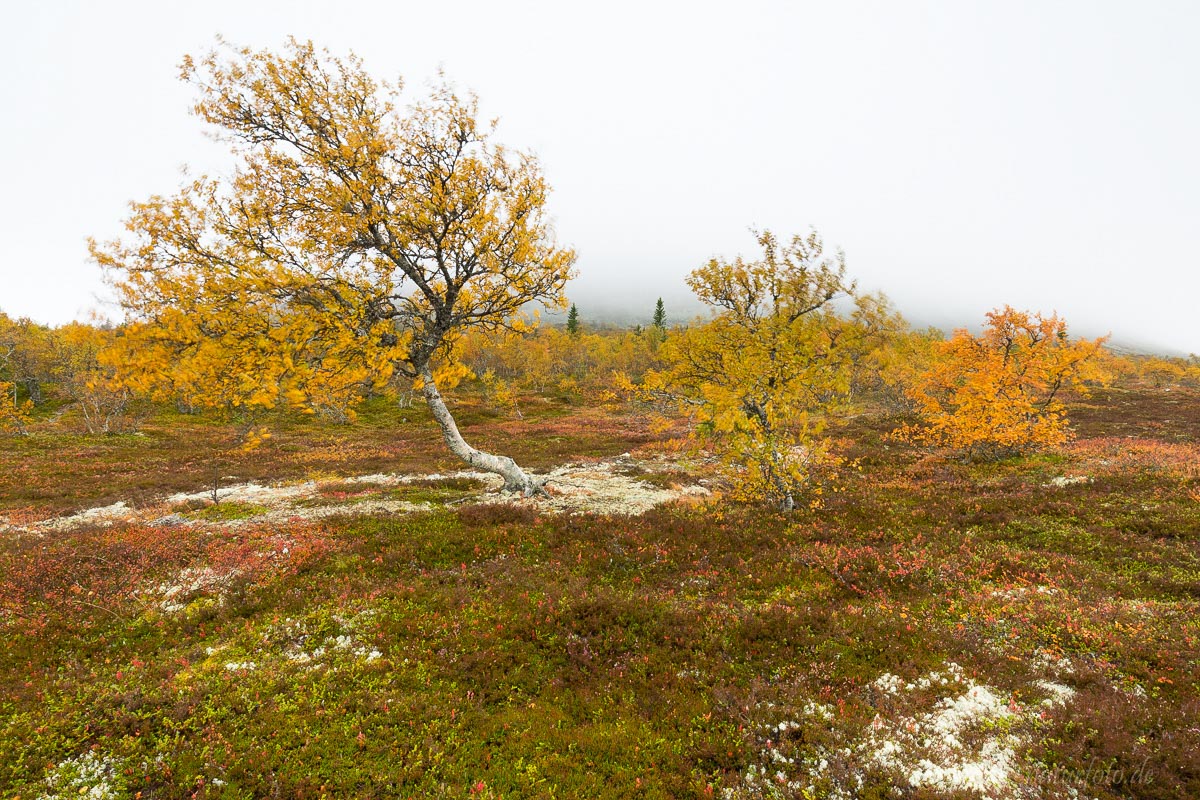 Herbst am Idre Fjell