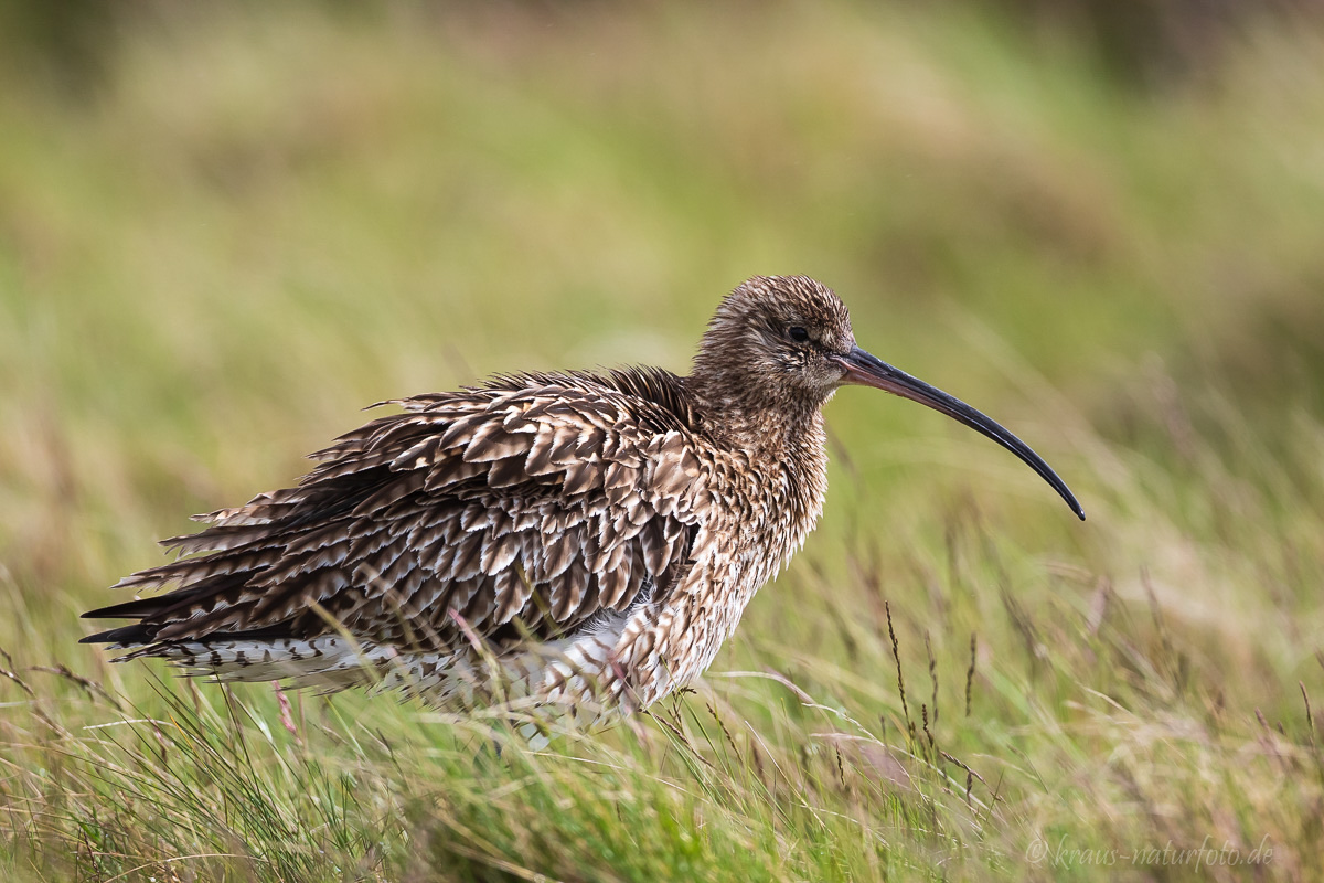 Großer Brachvogel