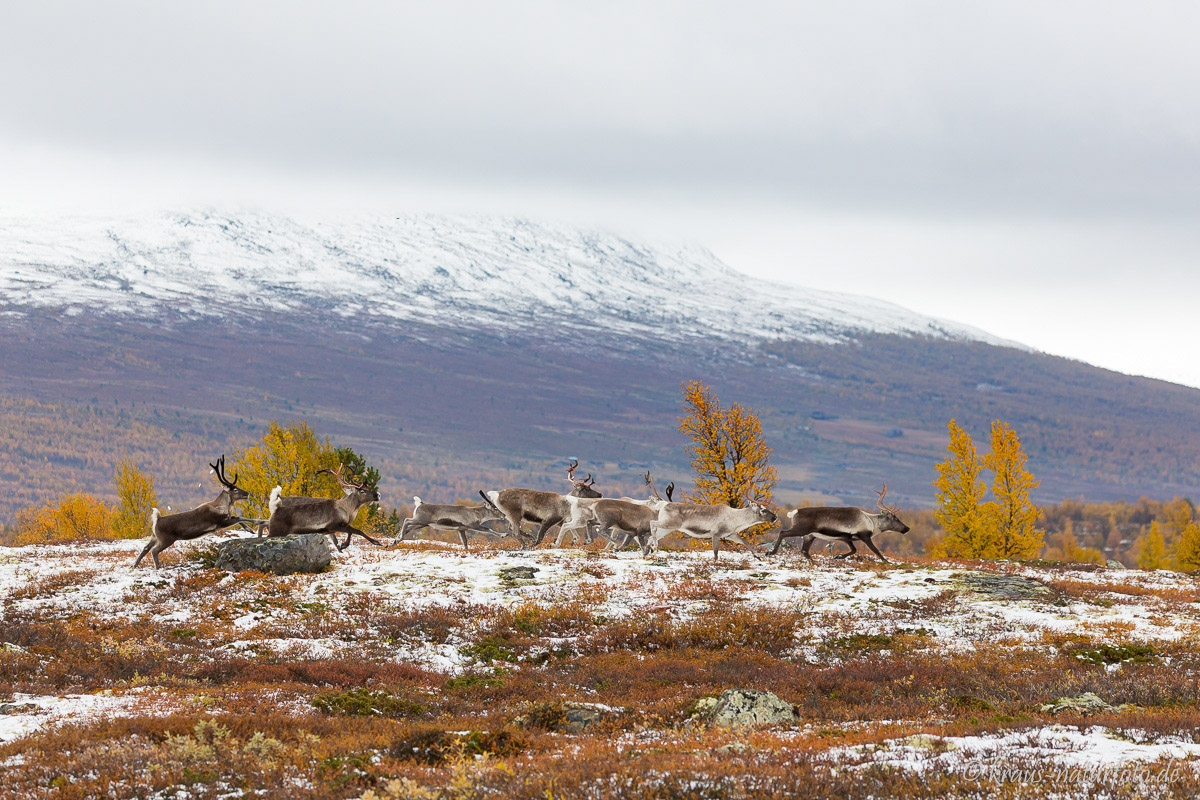 Rentiere am Jotunheimvegen