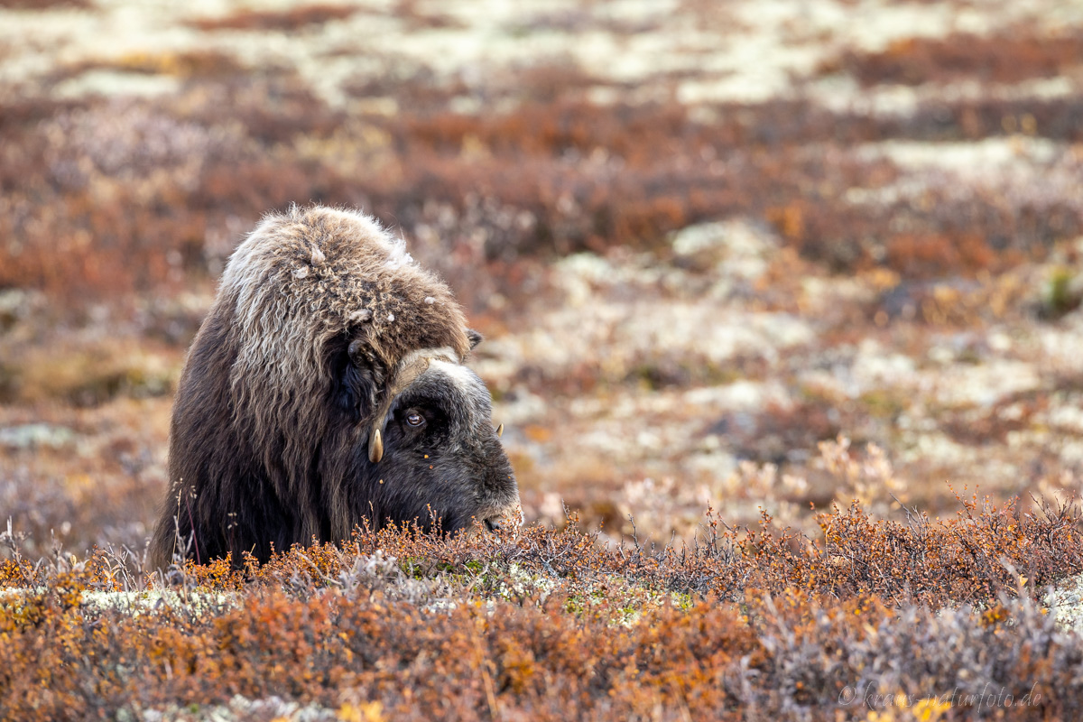 Moschusochse Dovrefjell