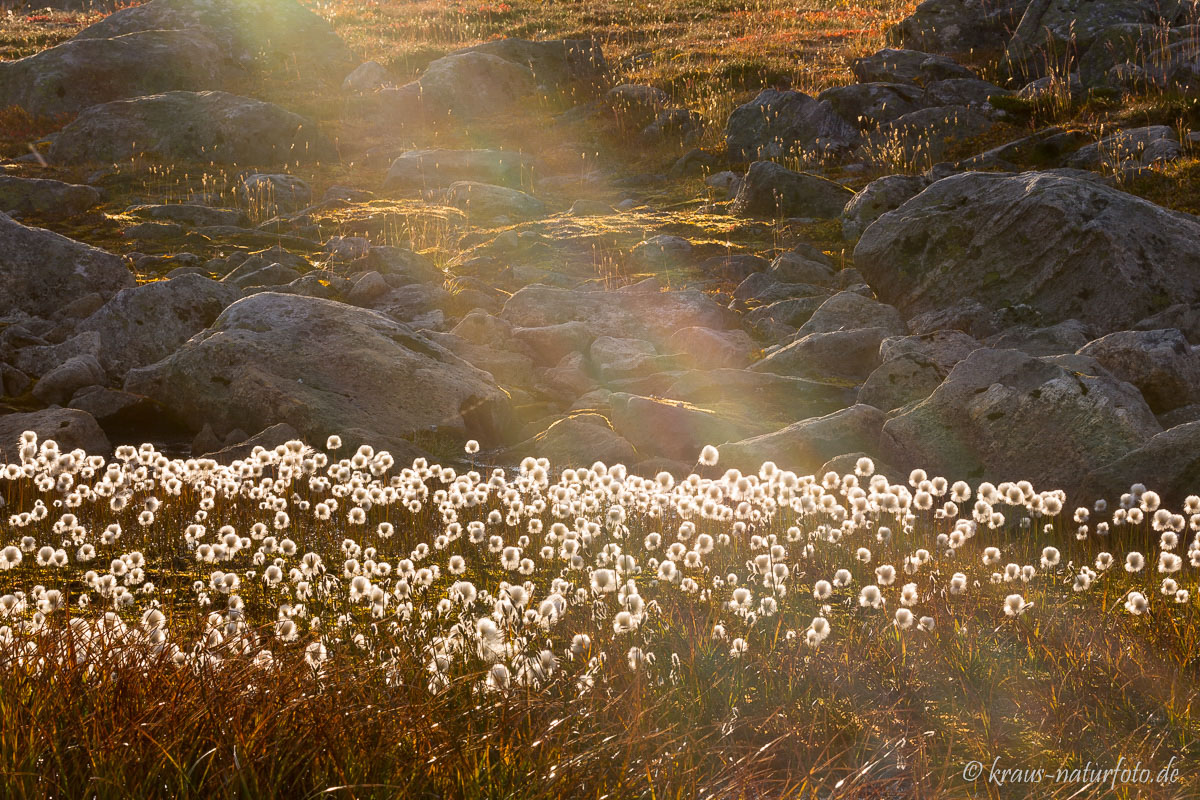 Wollgras, Strynfjellet