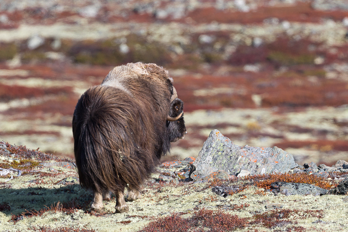 Moschusochse, Dovrefjell Nationalpark