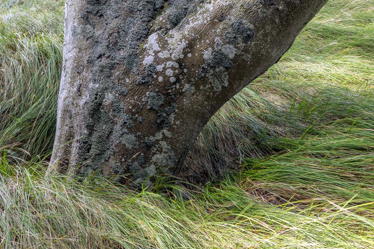 Buchenstamm im Gras