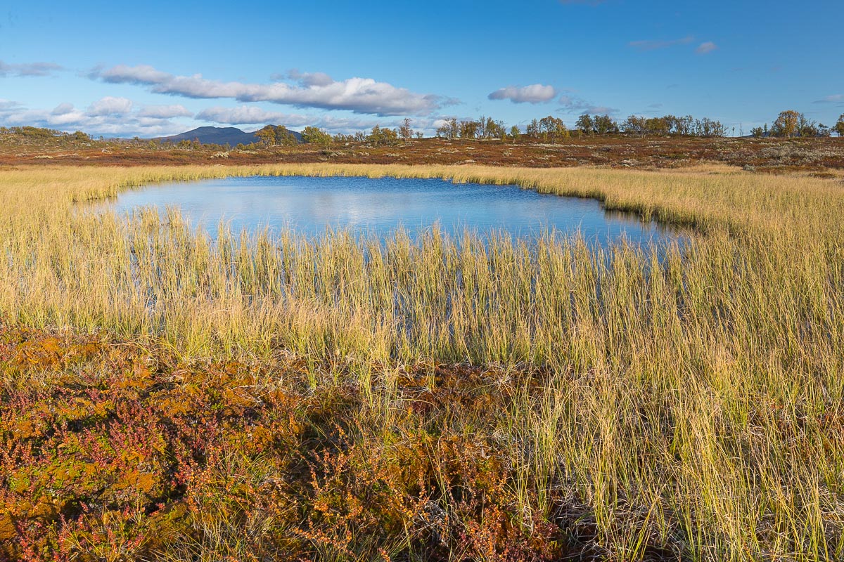 Herbst am Jotunheimvegen, Norwegen