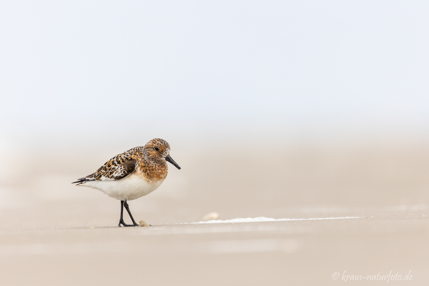 Sanderling