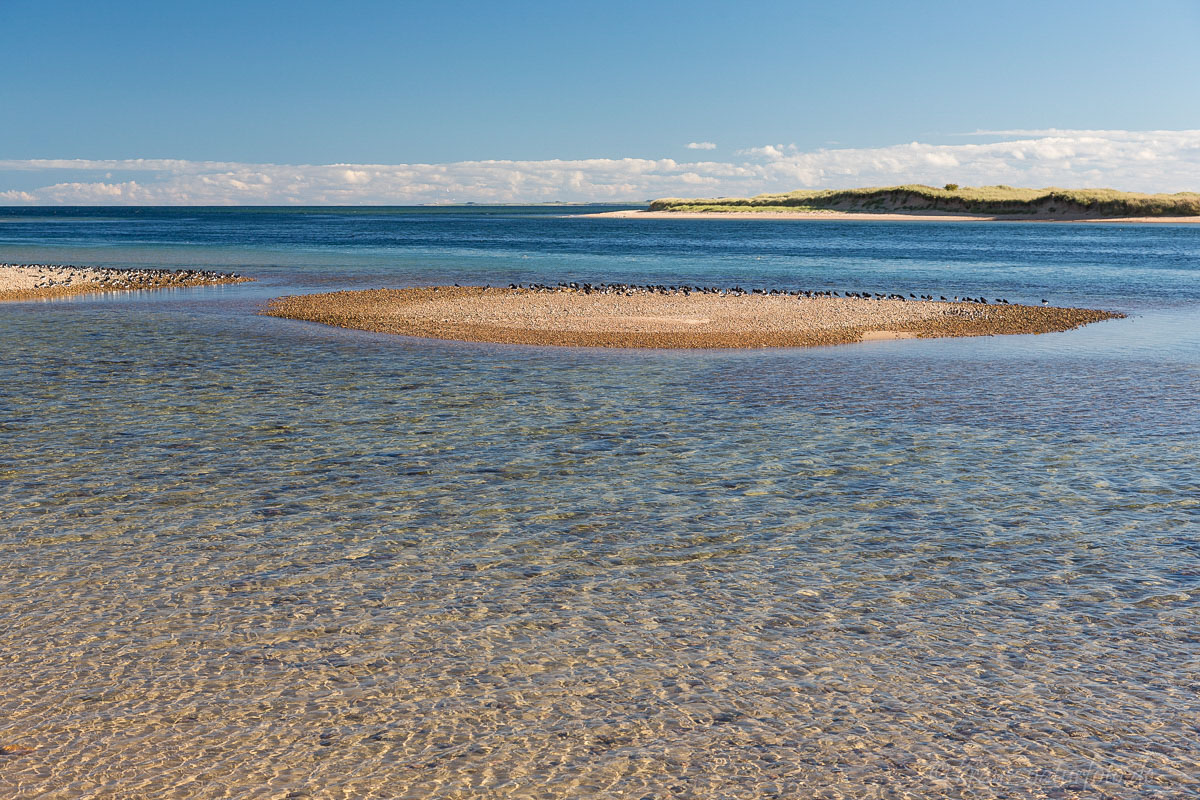 Austernfischer auf Kiesbank, Loch Fleet