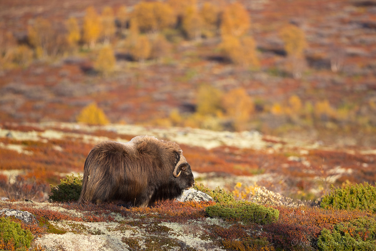 Moschusochse, Dovrefjell Nationalpark