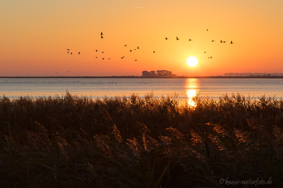 Sonnenaufgang über dem Zingster Bodden