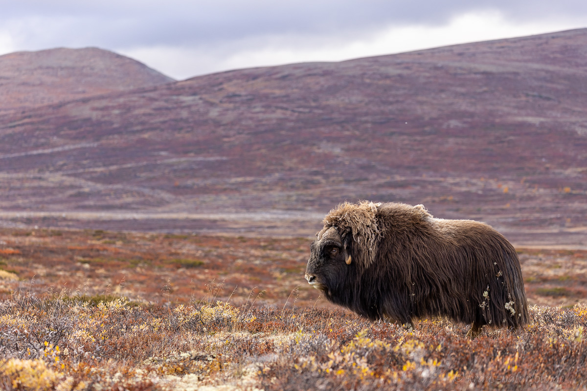 Moschusochse Dovrefjell