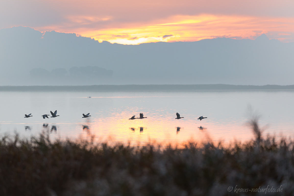 Sonnenaufgang über dem Bodden