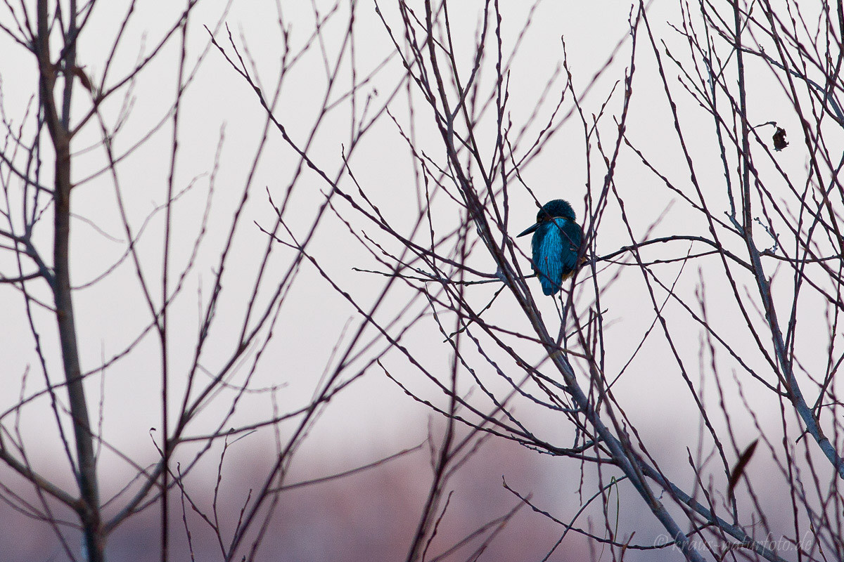 Eisvogel