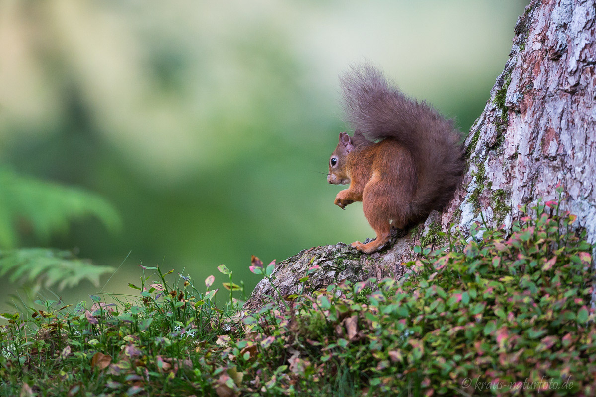 Red Squirrel, Eichhörnchen