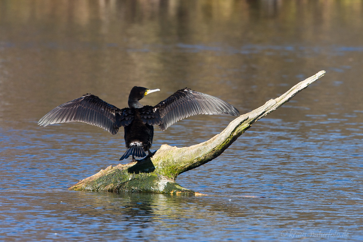 Kormoran (Trerichs Weiher)