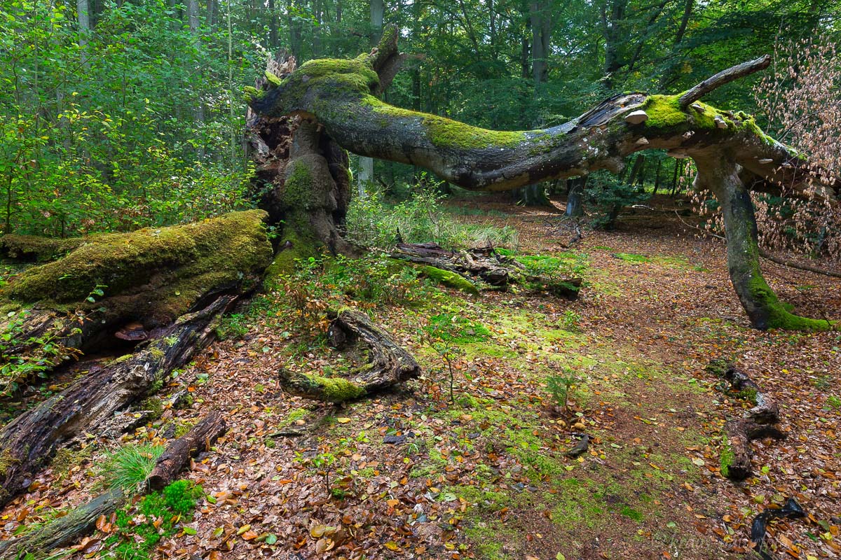 Im Darßwald