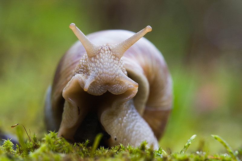 Weinbergschnecke