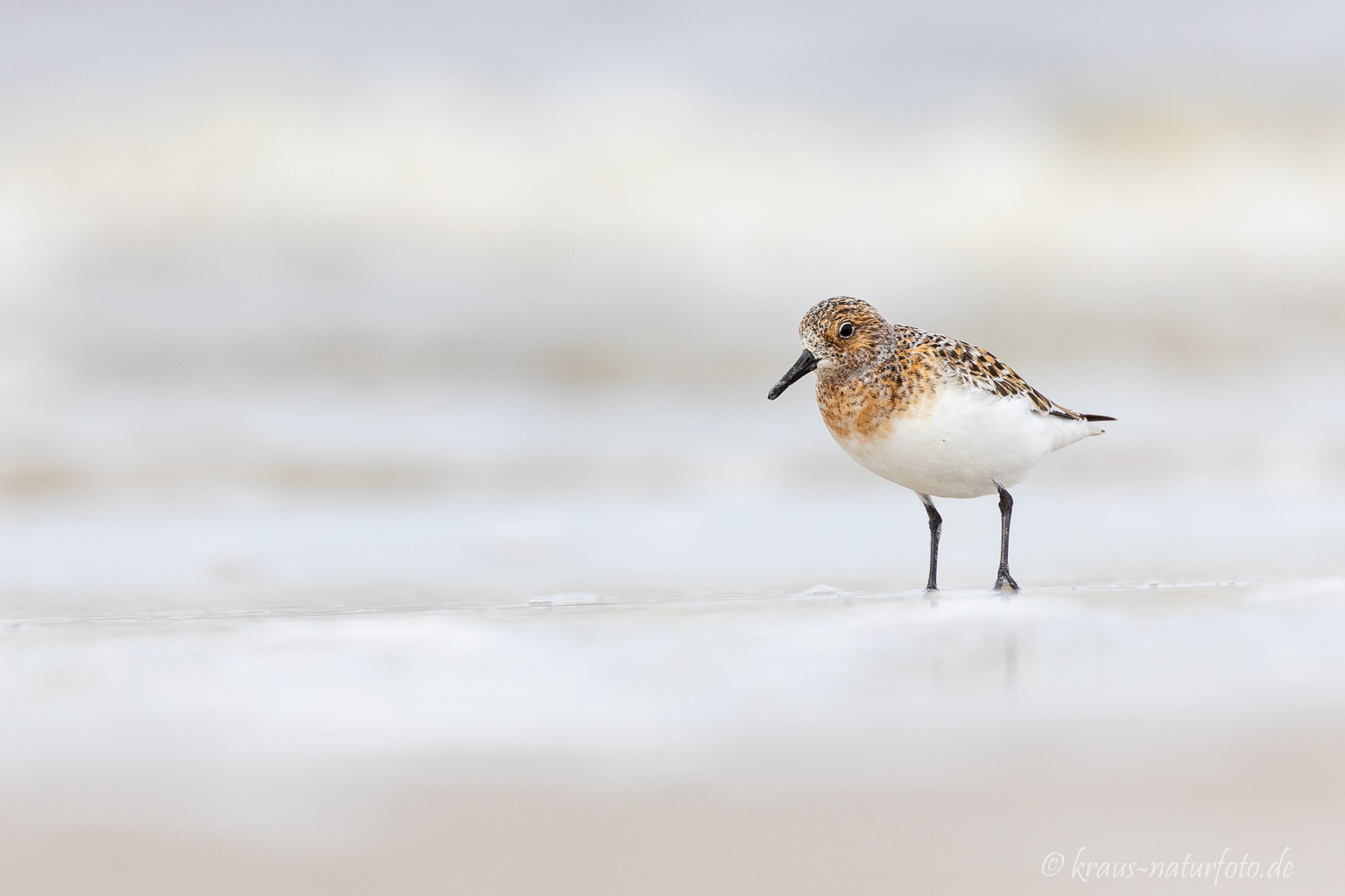 Sanderling