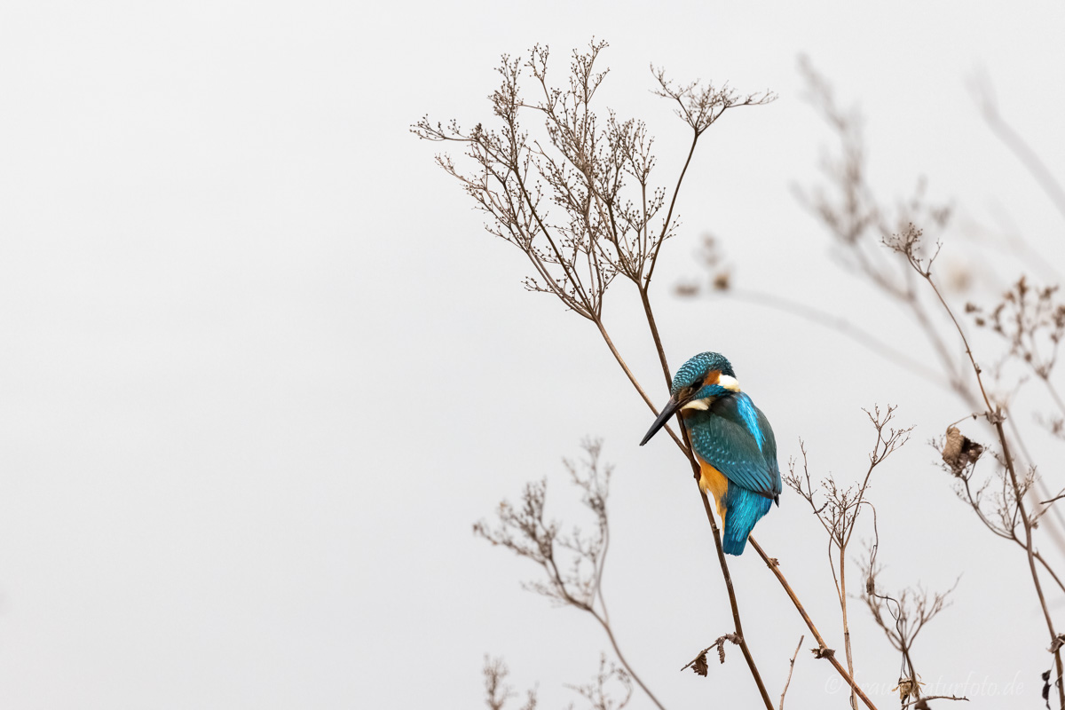 Eisvogel