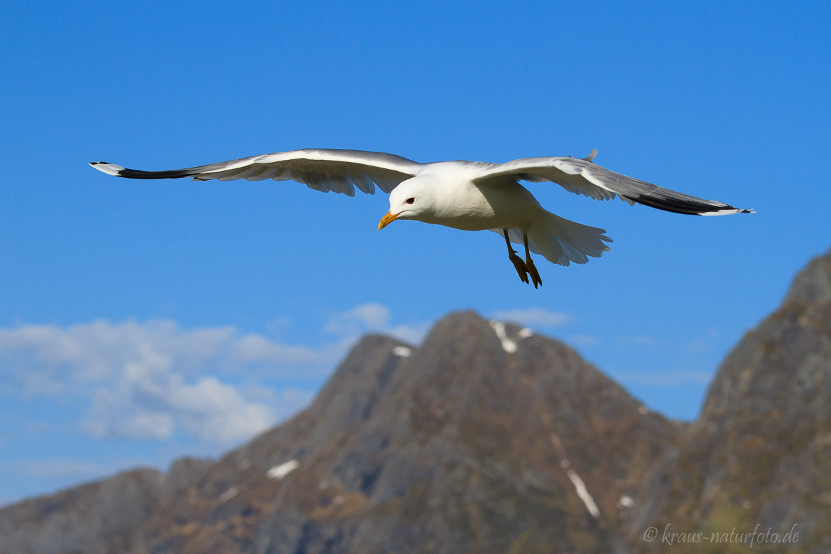 Möwe, Lofoten