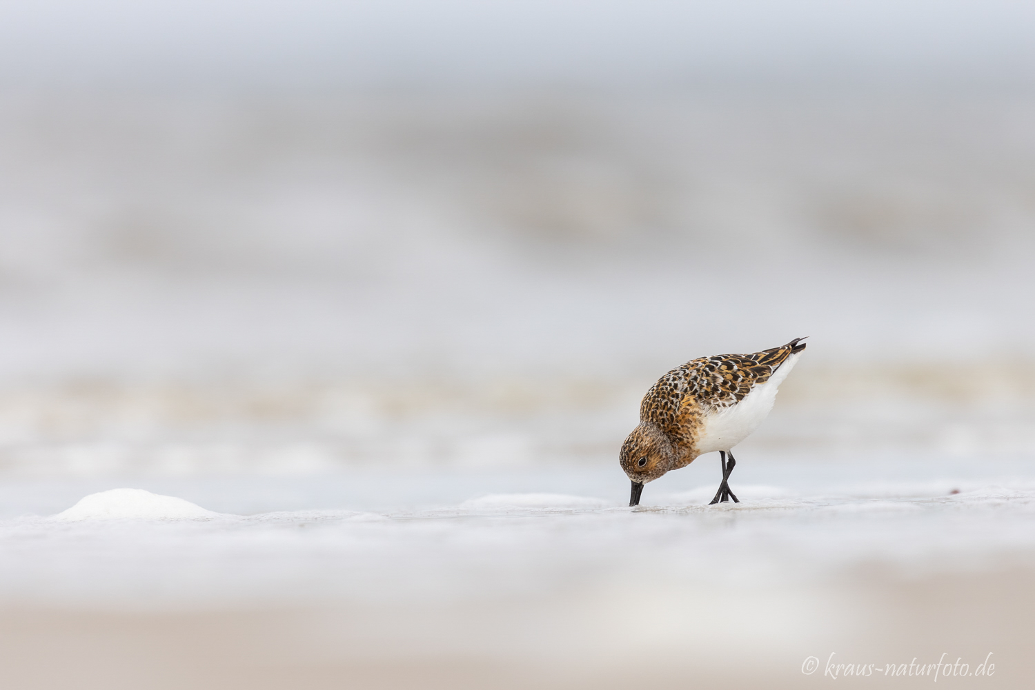 Sanderling