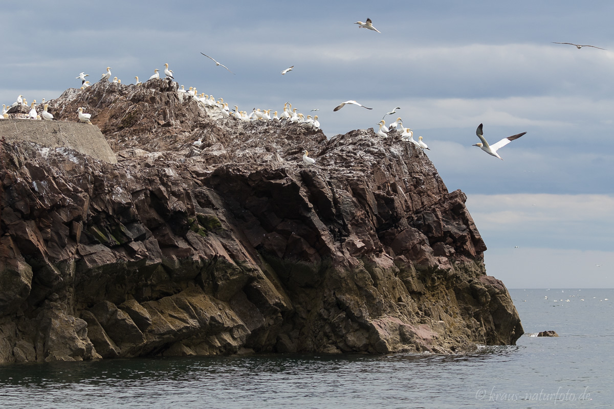 Baßtölpel am Bass Rock