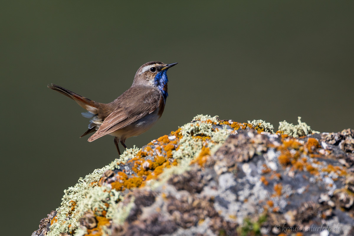 Blaukehlchen