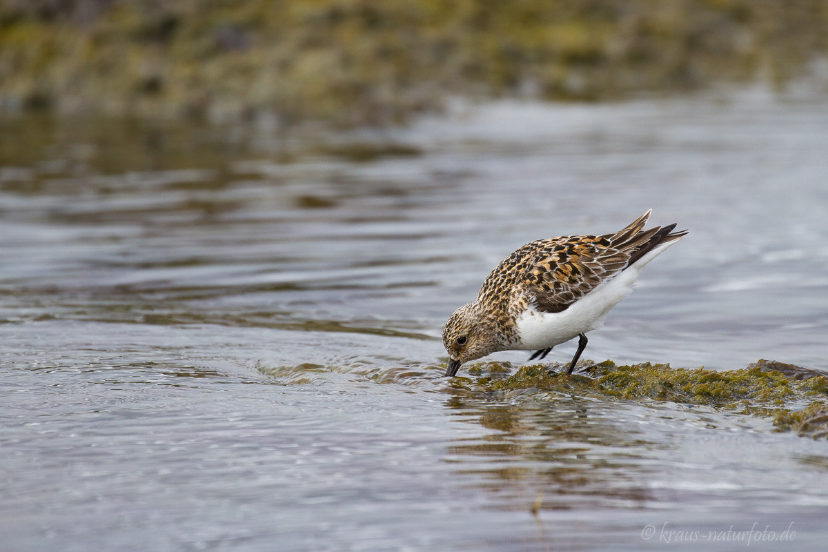 Sanderling