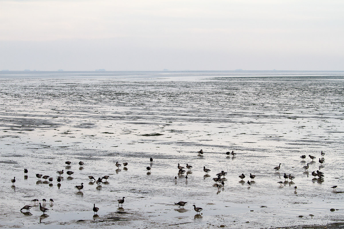 Ringelgänse im Watt vor Amrum