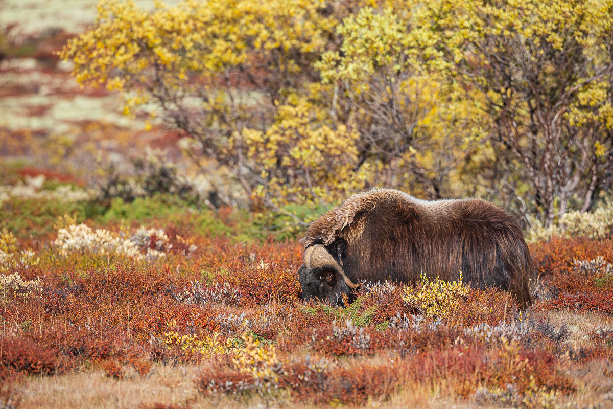 Moschusochse, Dovrefjell Nationalpark