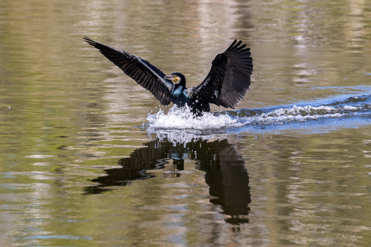 Kormoran