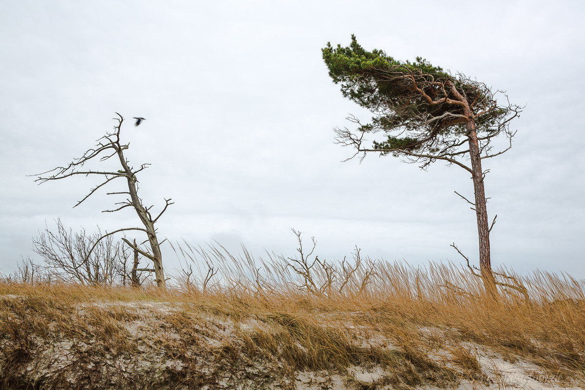 Windflüchter, Darßer Weststrand