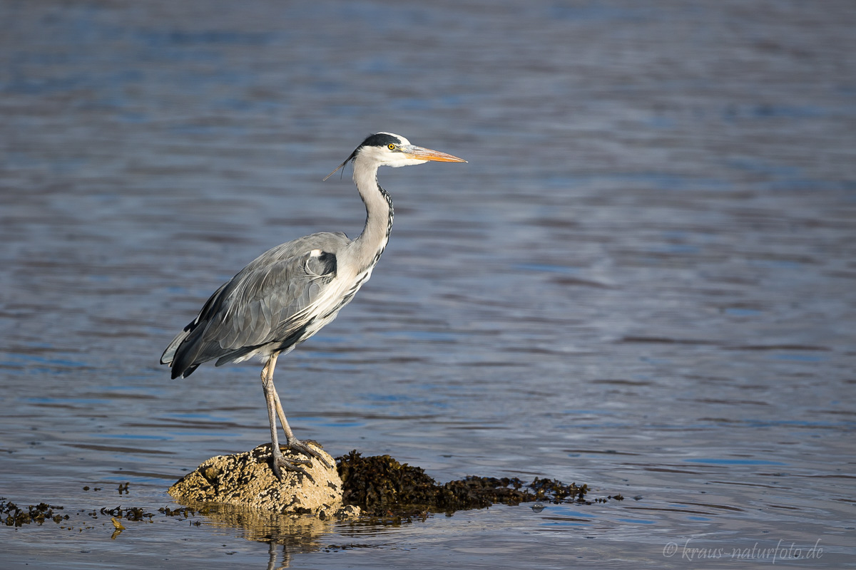 Graureiher, Loch Fleet