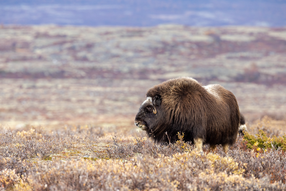 Moschusochse Dovrefjell