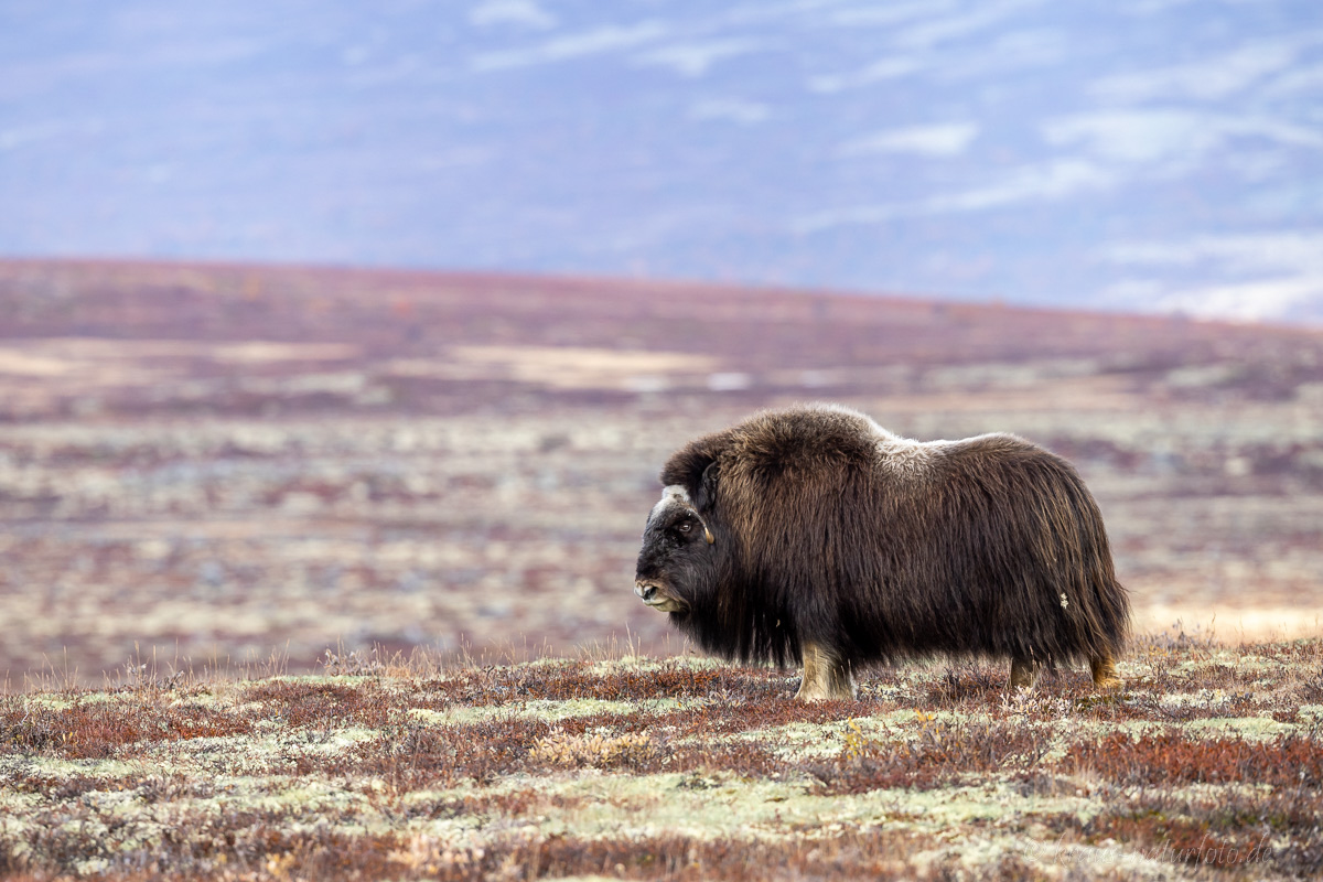 Moschusochse Dovrefjell