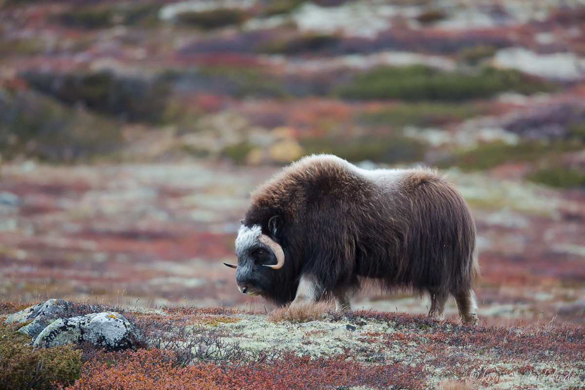 Moschuskuh, Dovre Fjell