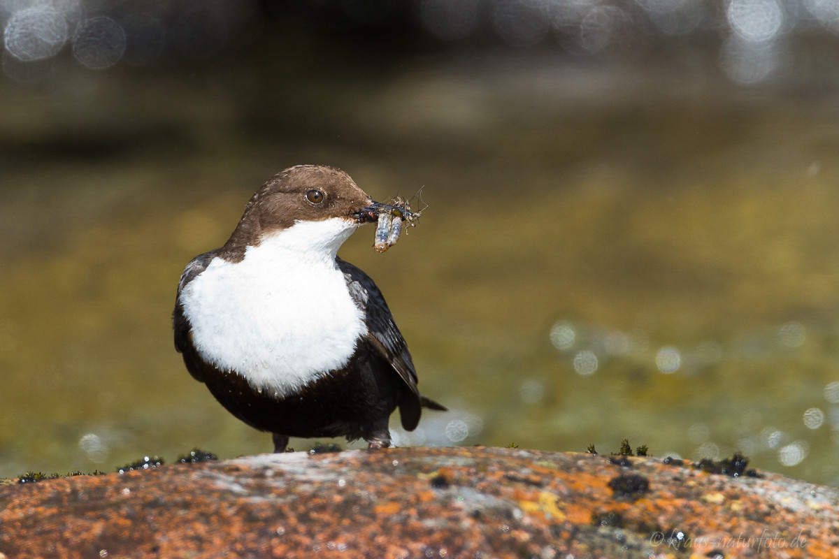 Wasseramsel, Norwegens Nationalvogel