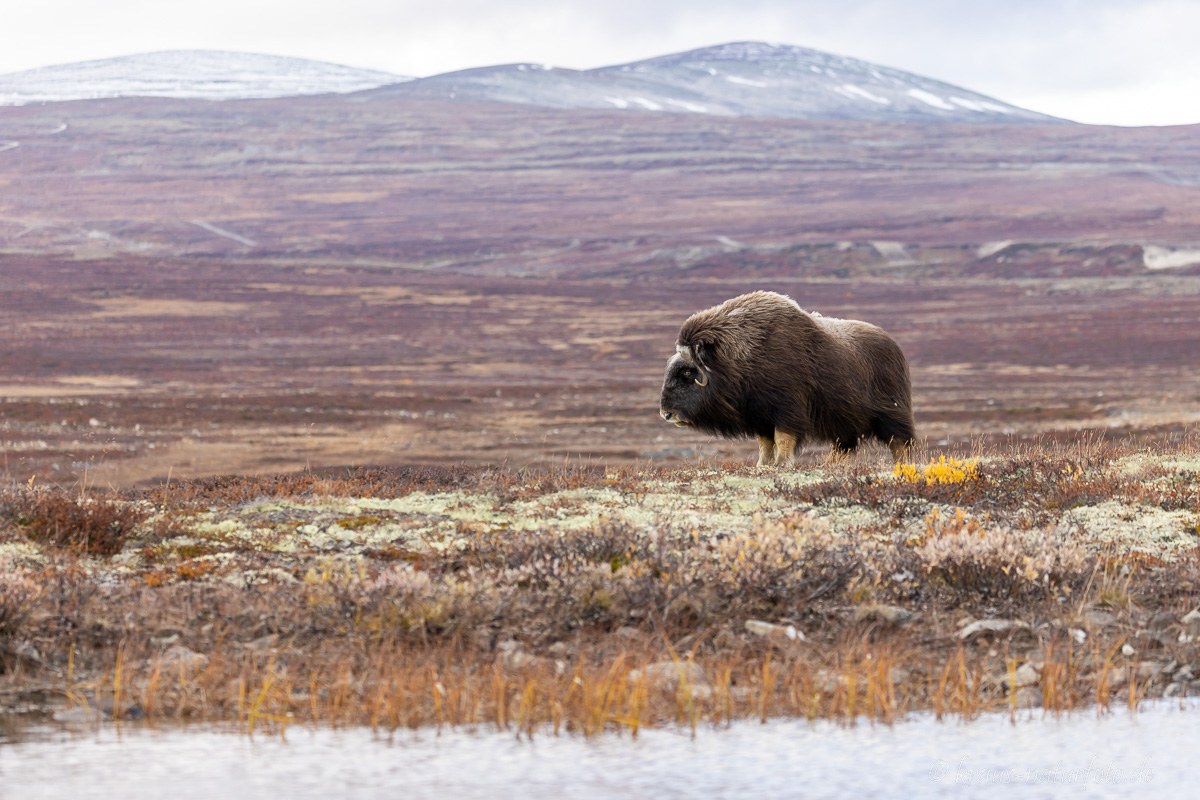 Moschusochse Dovrefjell