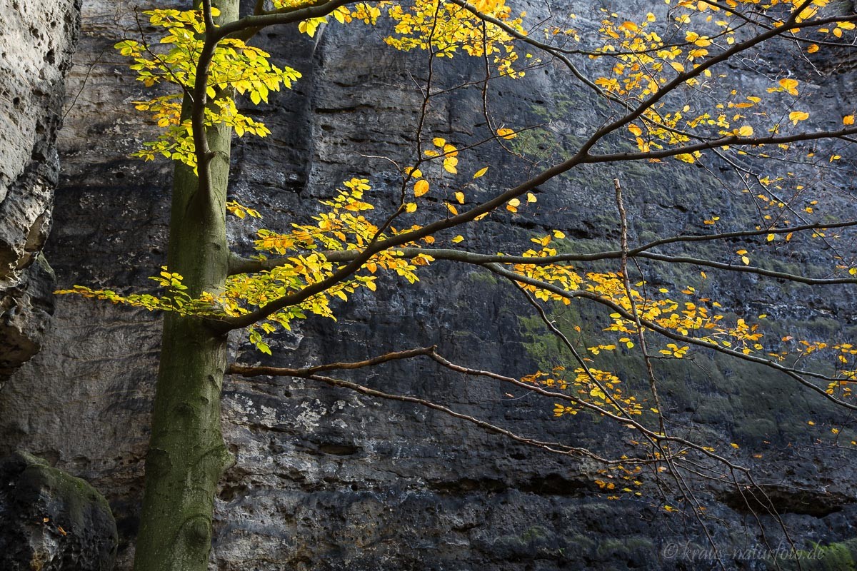 Buche vor Sandstein