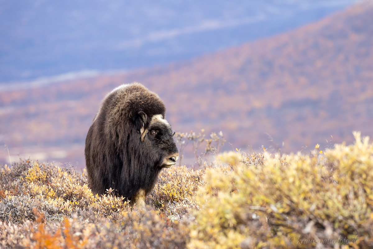 Moschusochse Dovrefjell