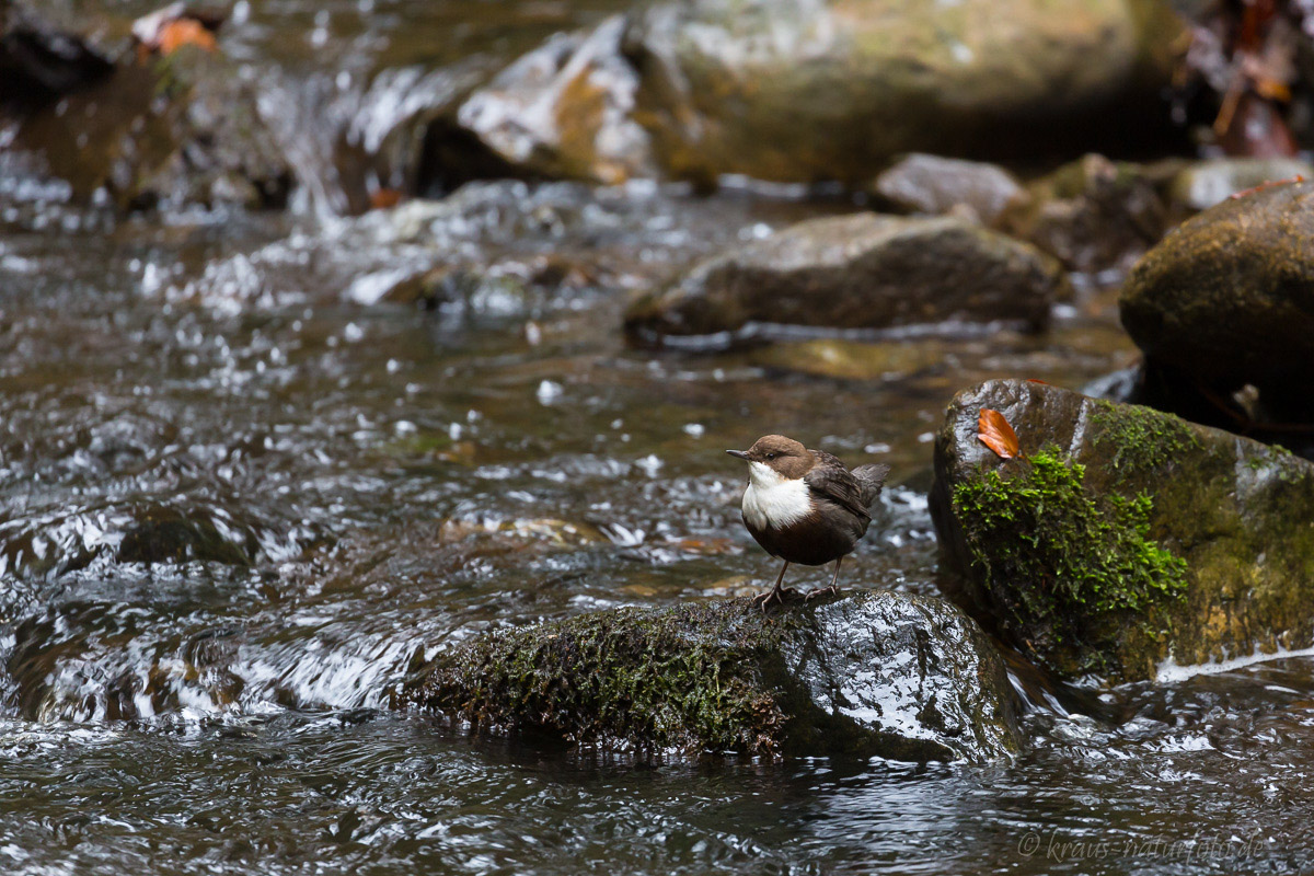 Wasseramsel in der Ravennaschlucht