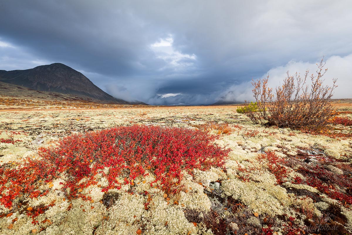 Herbst im Rondane, Norwegen